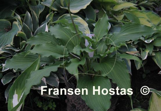 Hosta kiyosumiensis